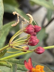 Stagmomantis californica
