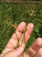 Fimbristylis bisumbellata