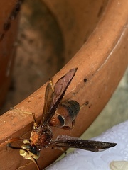 Polistes