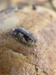 Ischnochiton smaragdinus