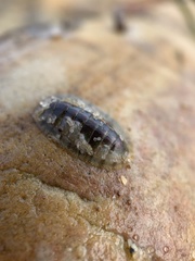 Ischnochiton smaragdinus