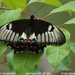 Papilio de Los Vergeles - Photo (c) Tom Tarrant, algunos derechos reservados (CC BY-NC-SA)