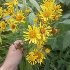 Jacobaea paludosa lanata