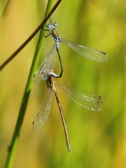 Lestes sponsa