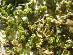 Aloina