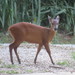 Natal Duiker - Photo (c) magdastlucia, some rights reserved (CC BY-NC), uploaded by magdastlucia