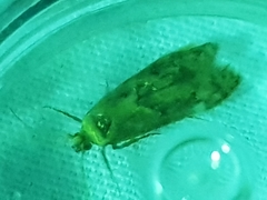 Blastobasis adustella