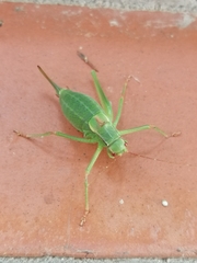 Barbitistes constrictus