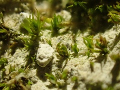 Aloina