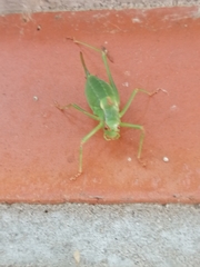 Barbitistes constrictus