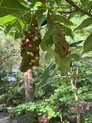 Caryomyia conoidea