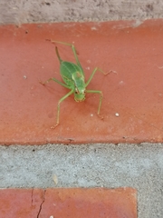 Barbitistes constrictus