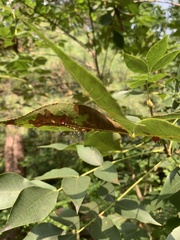 Caryomyia conoidea