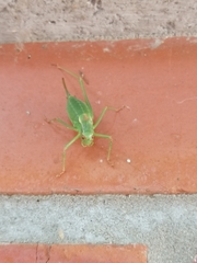 Barbitistes constrictus