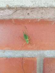 Barbitistes constrictus