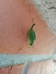 Barbitistes constrictus