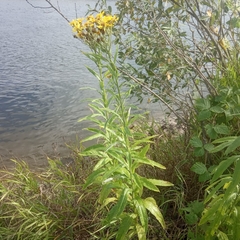 Jacobaea paludosa lanata