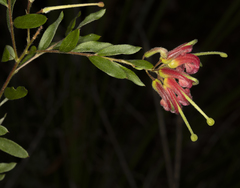 Grevillea banyabba