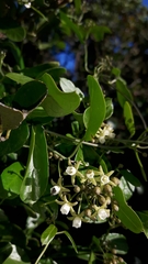 Cynanchum ellipticum