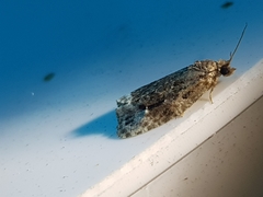 Apotomis betuletana