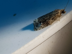 Apotomis betuletana
