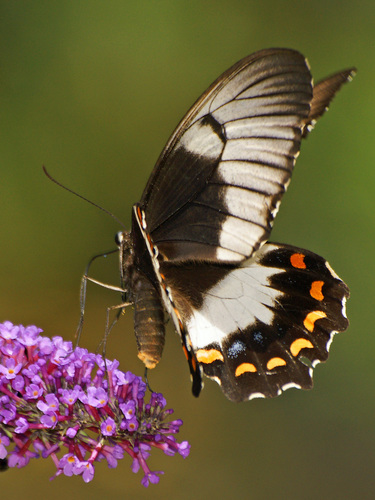 Orchard Swallowtail