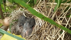 Emberiza citrinella