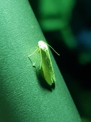 Blastobasis lacticolella