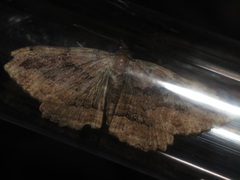 Philereme transversata