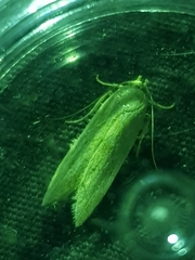 Blastobasis lacticolella