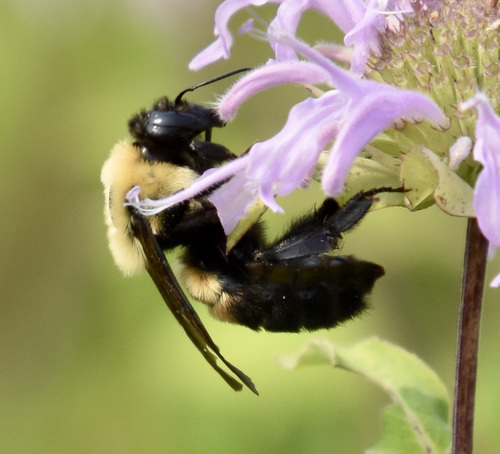 photo of Brown-belted Bumble Bee (Bombus griseocollis)