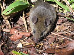 Maxomys whiteheadi
