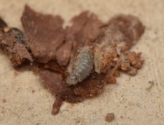 Insecta