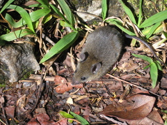 Maxomys whiteheadi