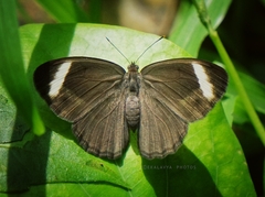 Mycalesis anaxias