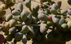 Eberlanzia