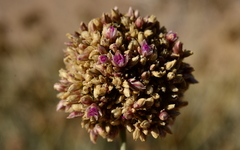 Hermbstaedtia glauca
