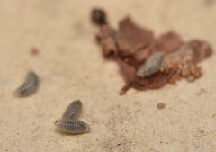 Insecta