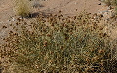 Hermbstaedtia glauca