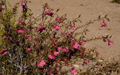 Hermannia stricta