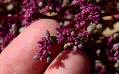 Trianthema parvifolia