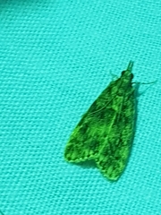 Scoparia basistrigalis