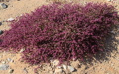 Trianthema parvifolia