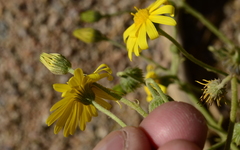 Osteospermum polycephalum