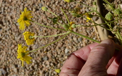 Osteospermum polycephalum