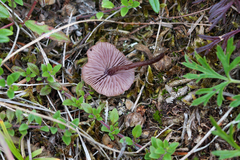 Pseudobaeospora pyrifera