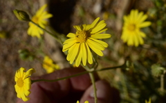 Osteospermum polycephalum