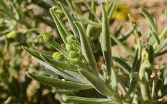 Osteospermum polycephalum