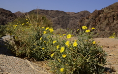 Osteospermum polycephalum