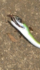 Philothamnus hoplogaster